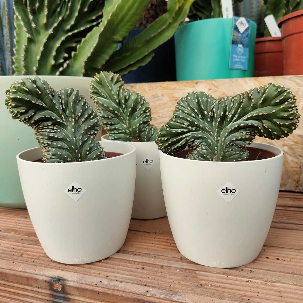 stenocereus marginato crestato vaso design