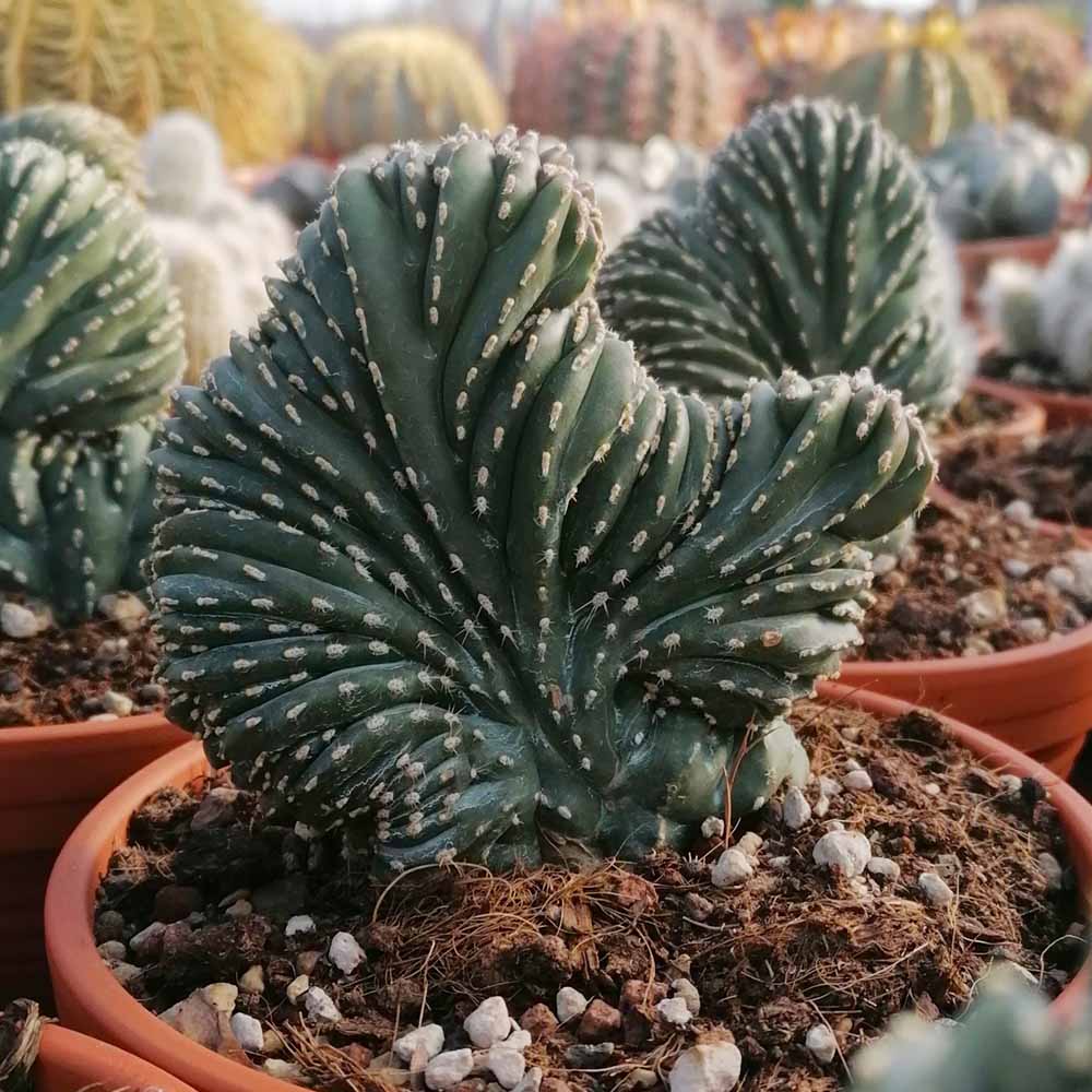 stenocereus marginato crestato
