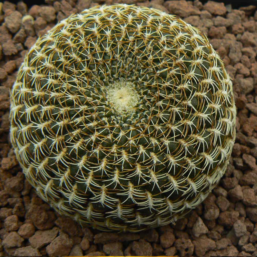 sulcorebutia arenacea pianta