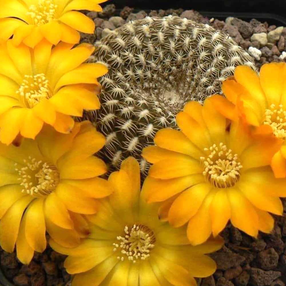 sulcorebutia arenacea fiore