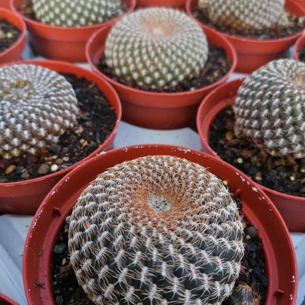 sulcorebutia arenacea
