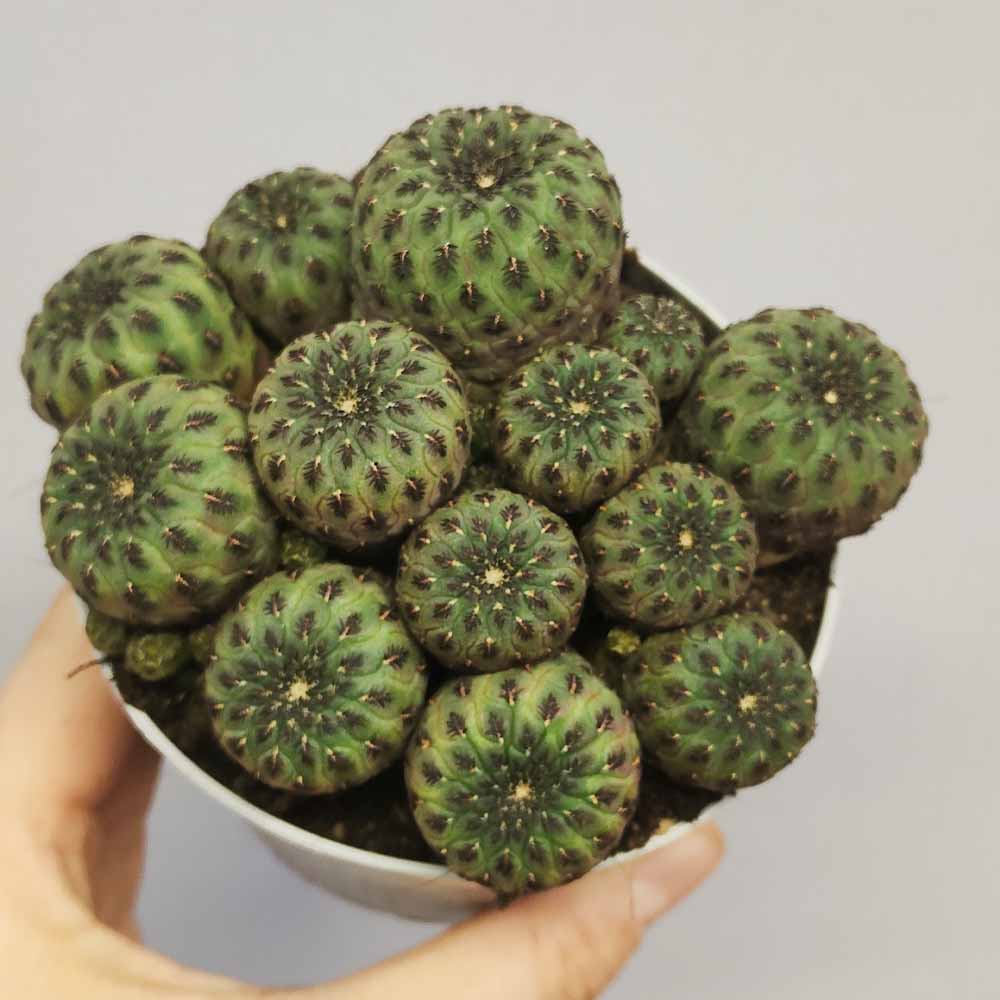 sulcorebutia rauschii