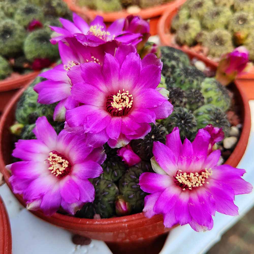 sulcorebutia rauschii fiore