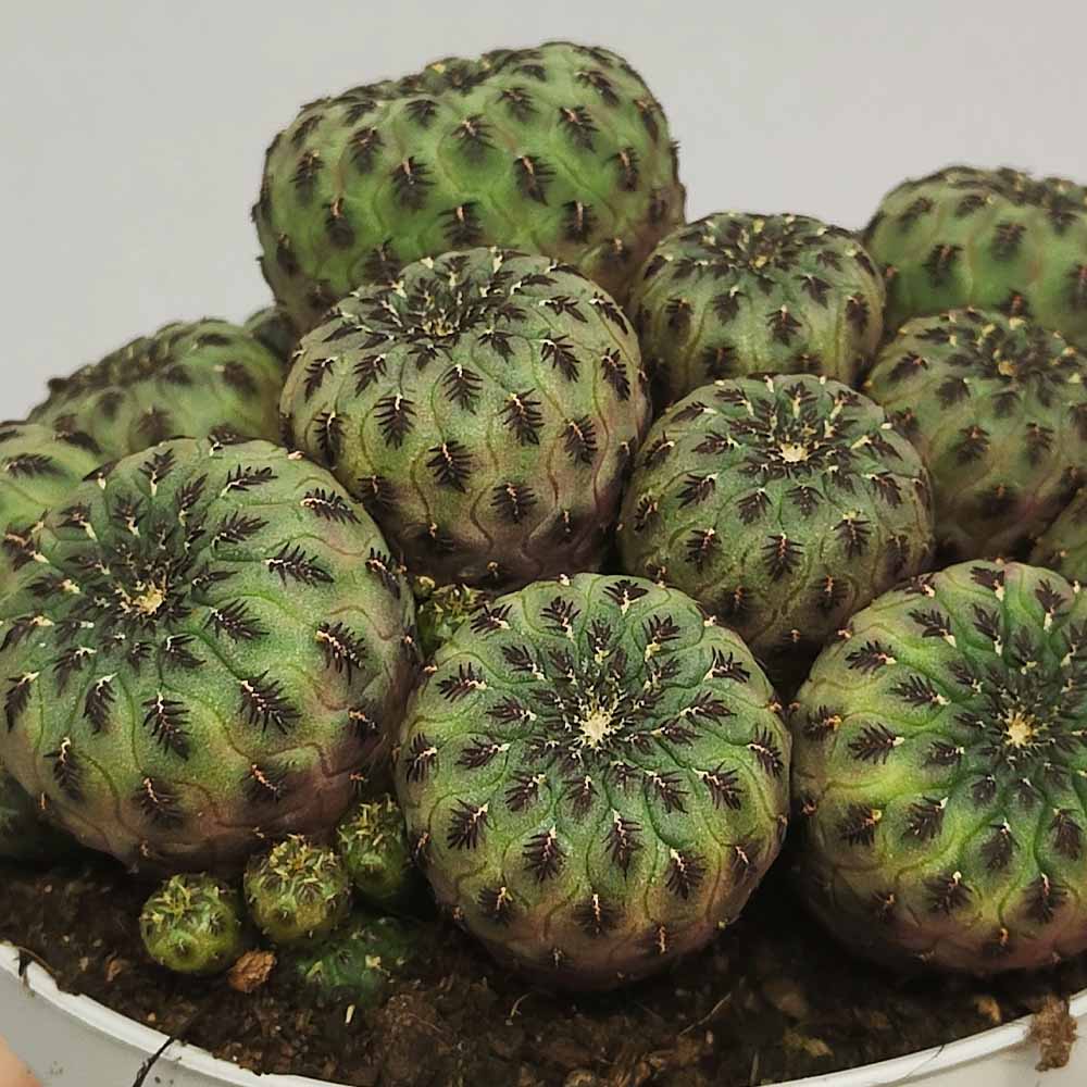 sulcorebutia rauschii pianta