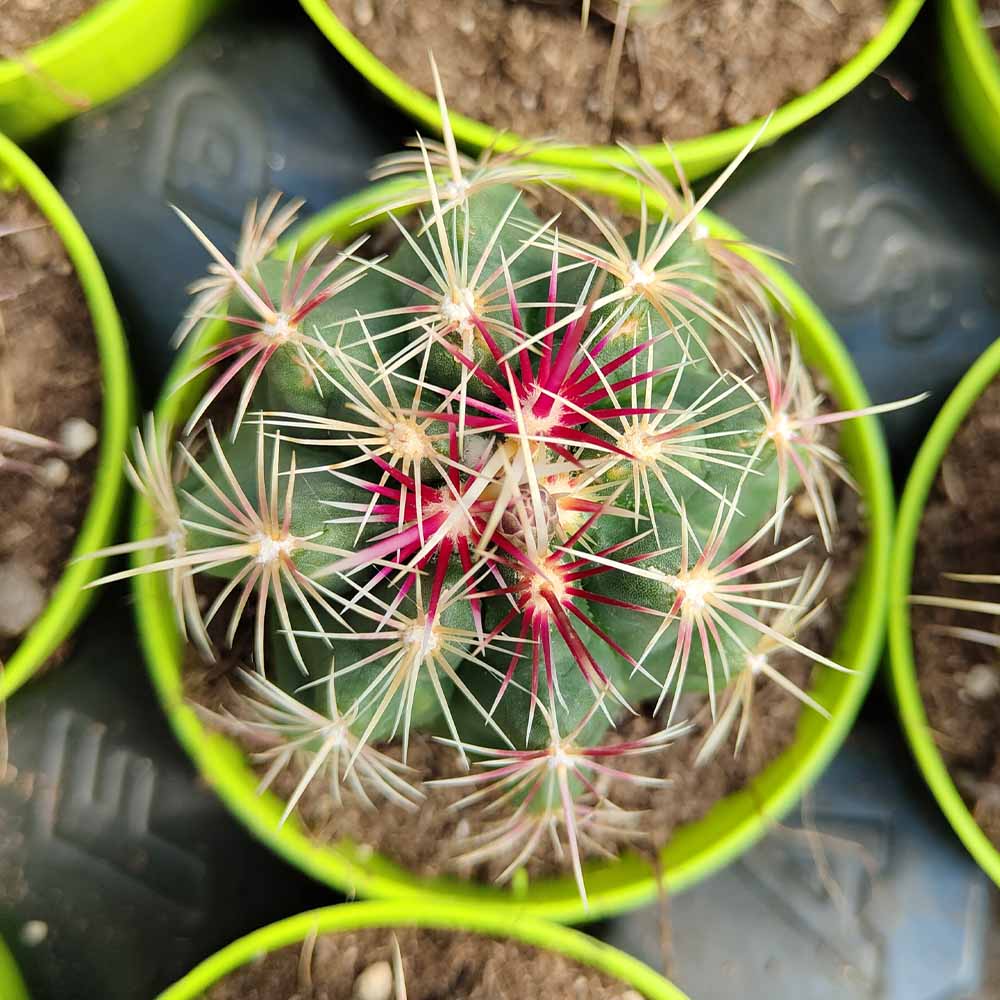 thelocactus bicolor