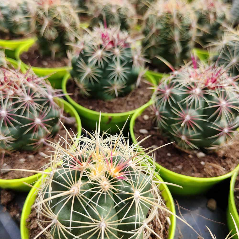 thelocactus bicolor