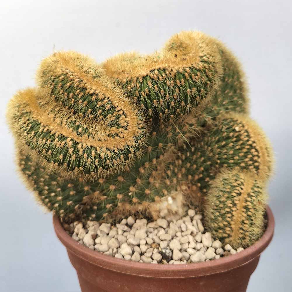 vatricania crestata pianta