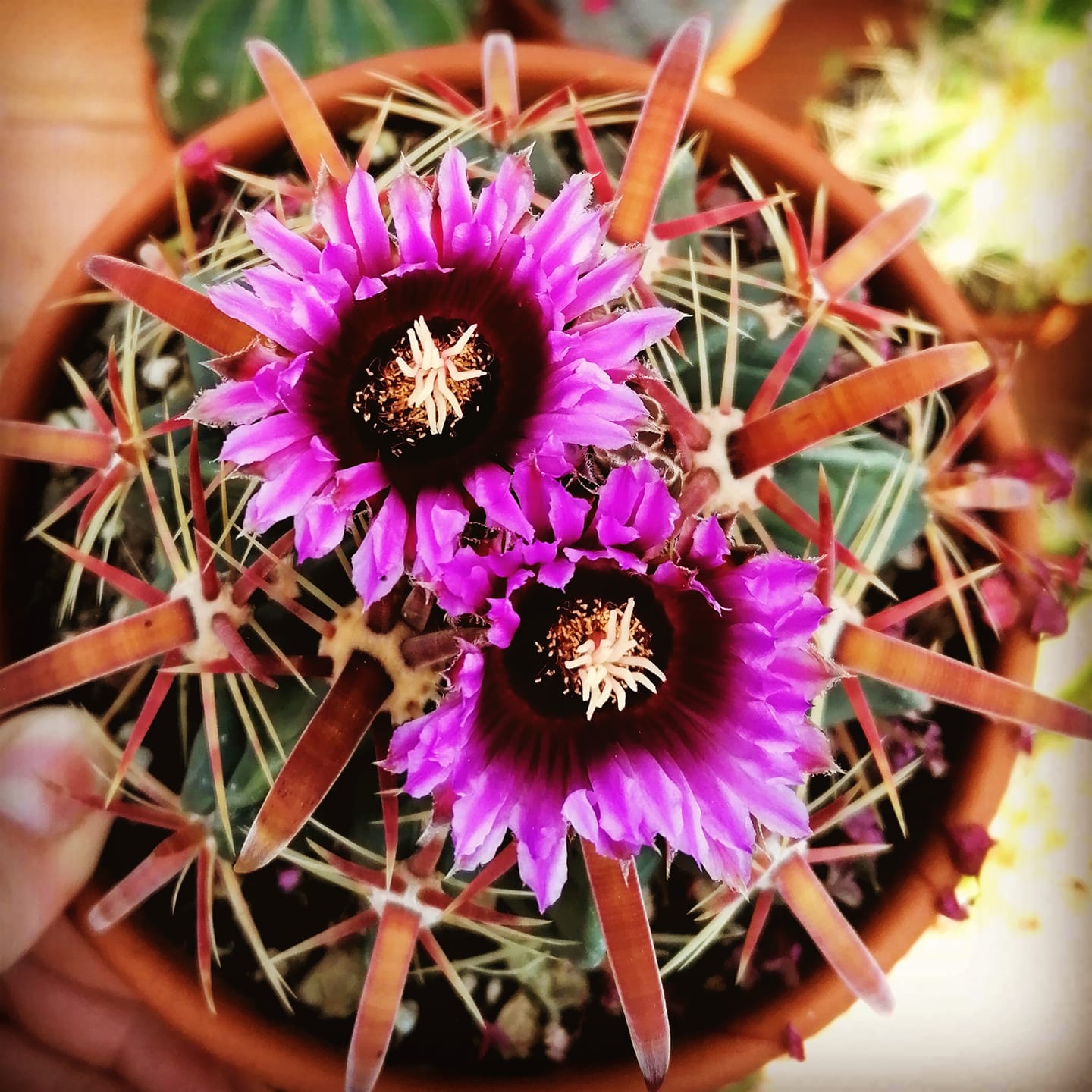 Ferocactus latispinus fiore