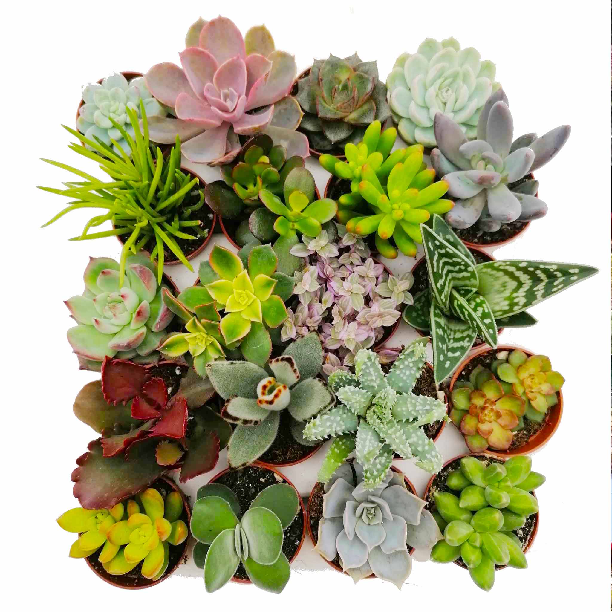piante grasse succulenti miste