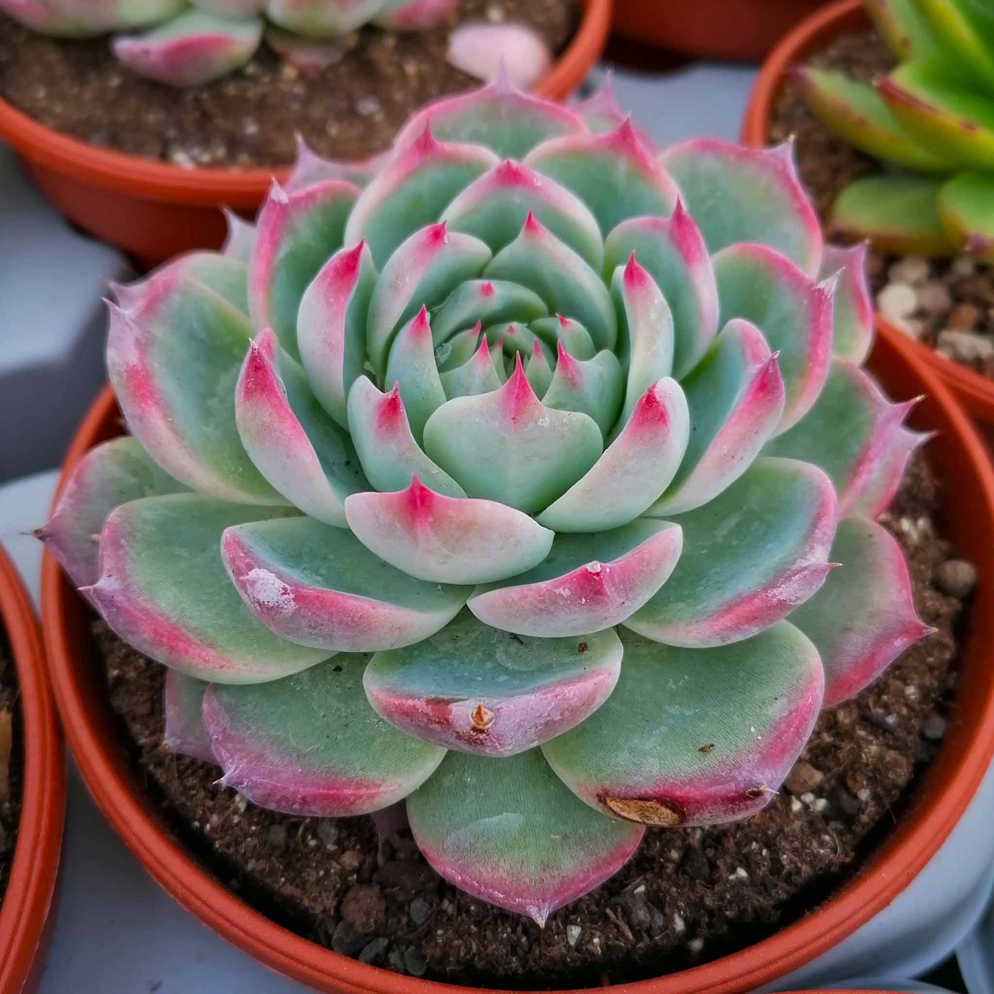 echeveria chihuahuensis