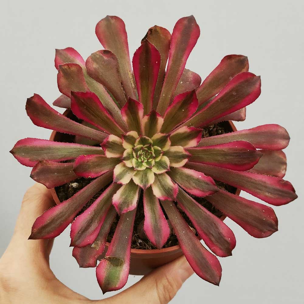 AEONIUM MARDIGRASS pianta