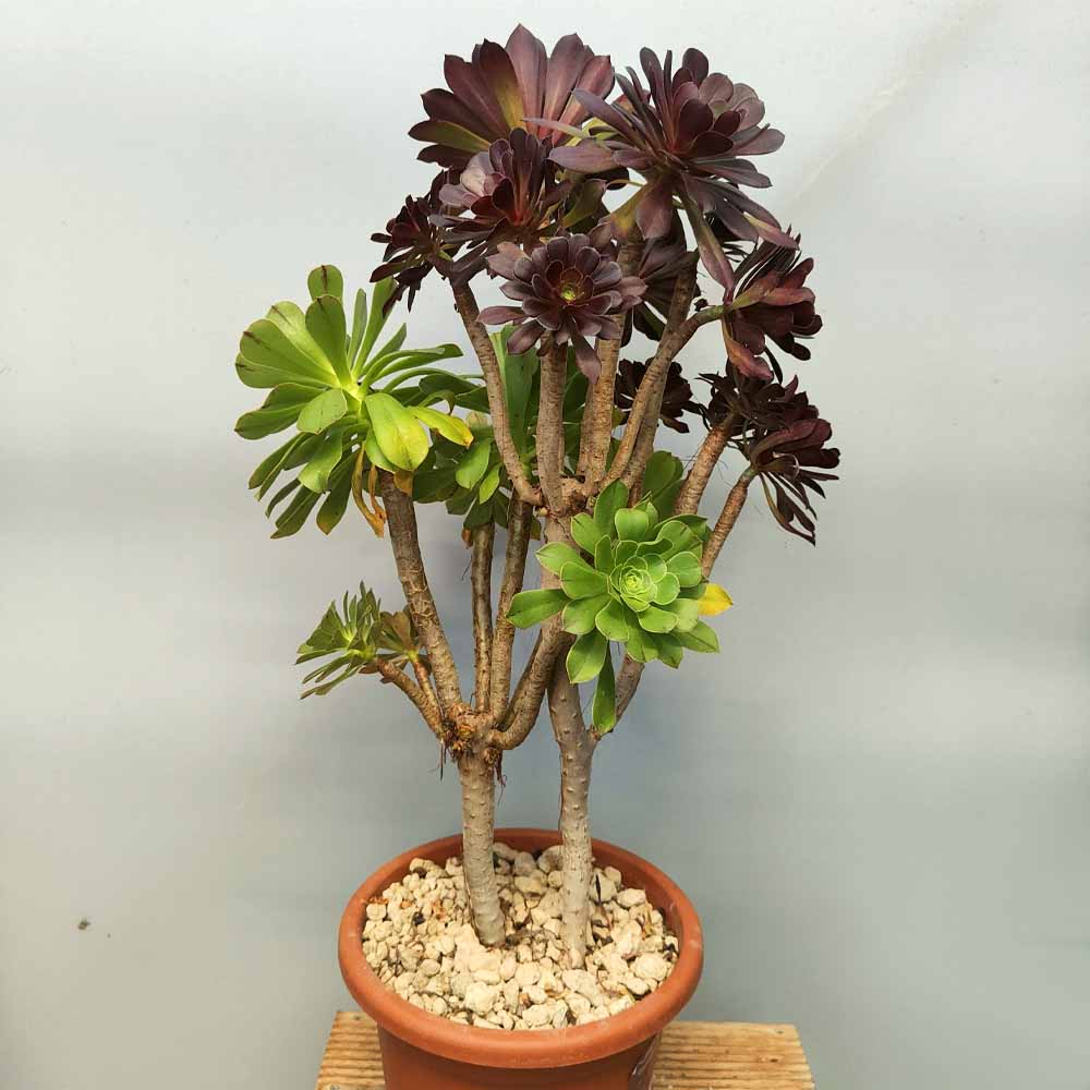 Aeonium atropurpureum