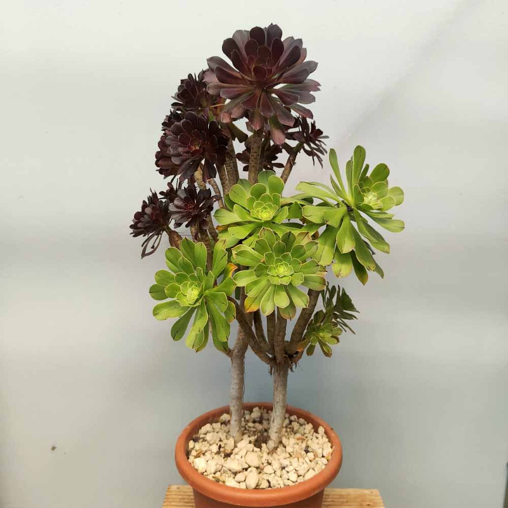 Aeonium atropurpureum cactus