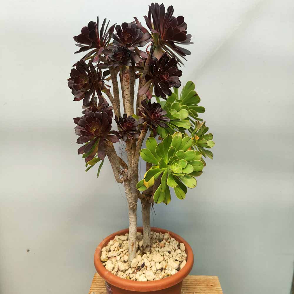Aeonium atropurpureum pianta