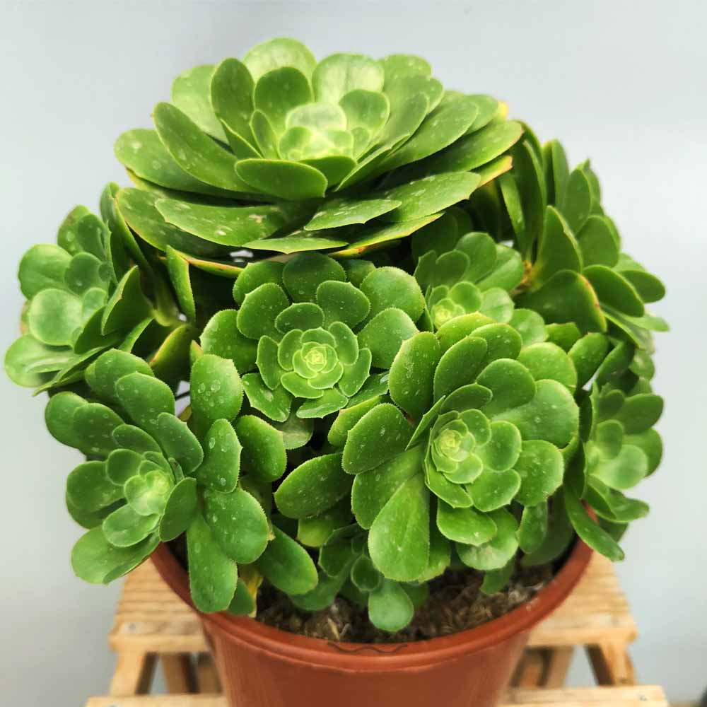 Aeonium canariense cactus