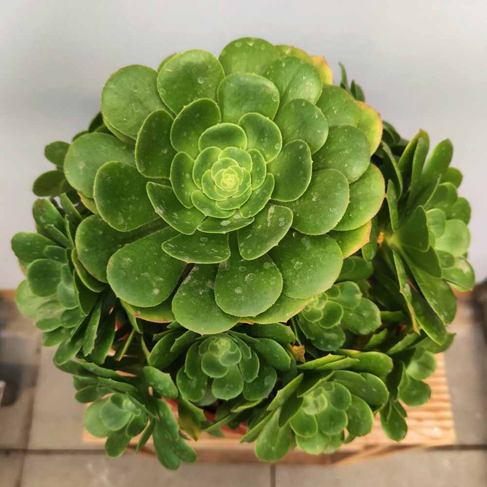 Aeonium canariense pianta