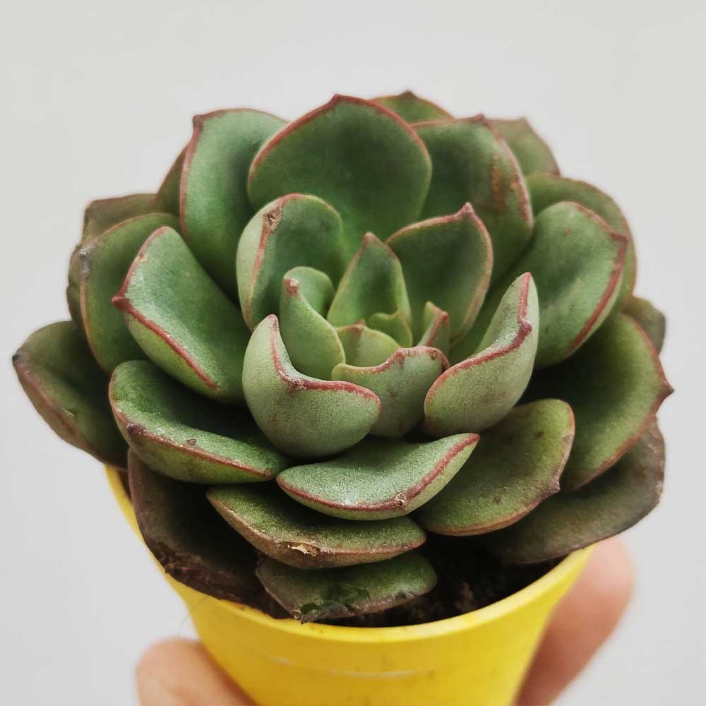 ECHEVERIA MORANII
