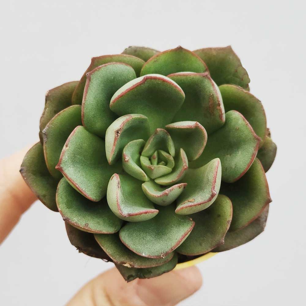 ECHEVERIA MORANII PIANTA GRASSA