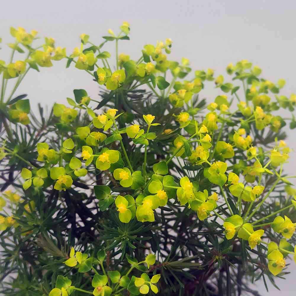 EUPHORBIA FENS RUBY FIORE