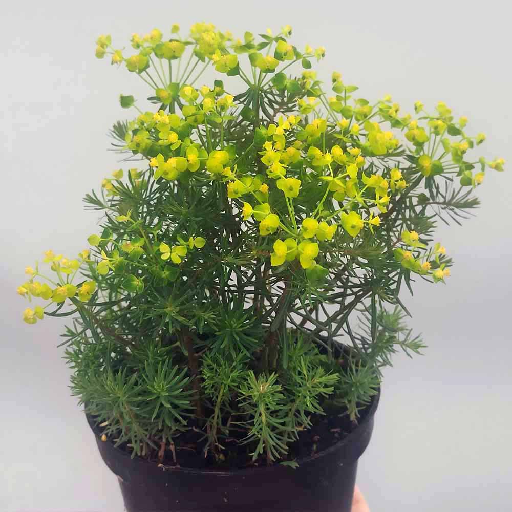 EUPHORBIA FENS RUBY