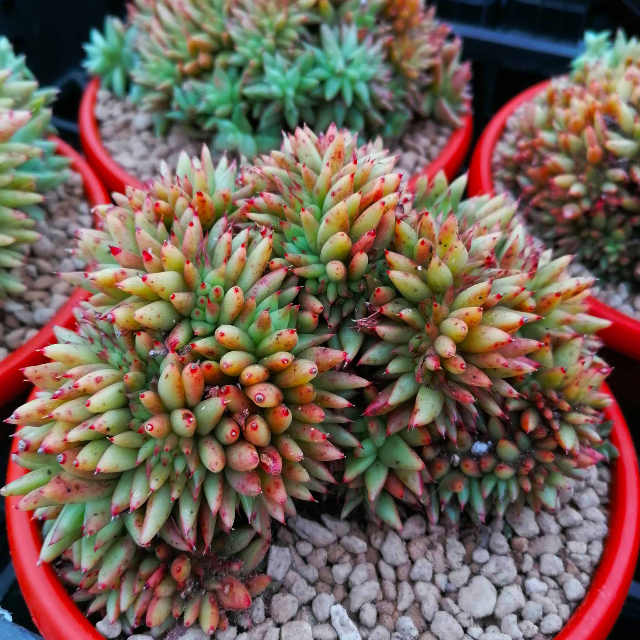 Echeveria agavoides crestata