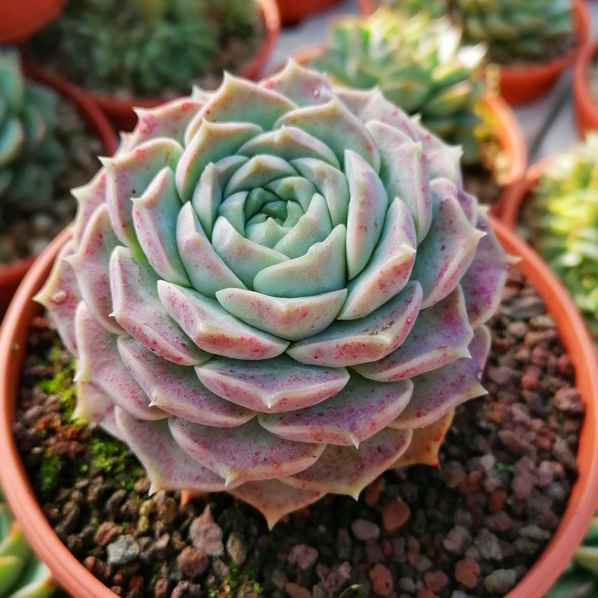 Echeveria hyalina
