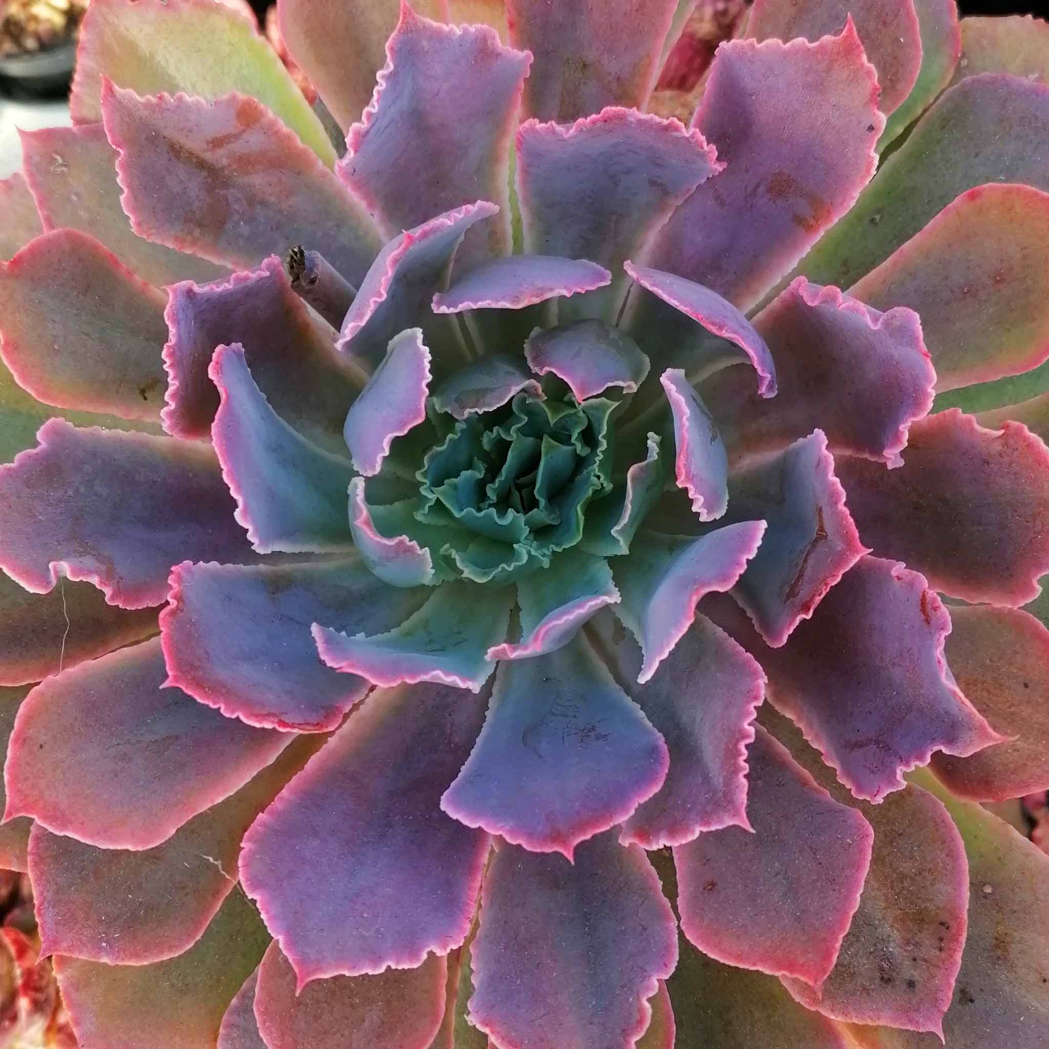 echeveria neon breakers