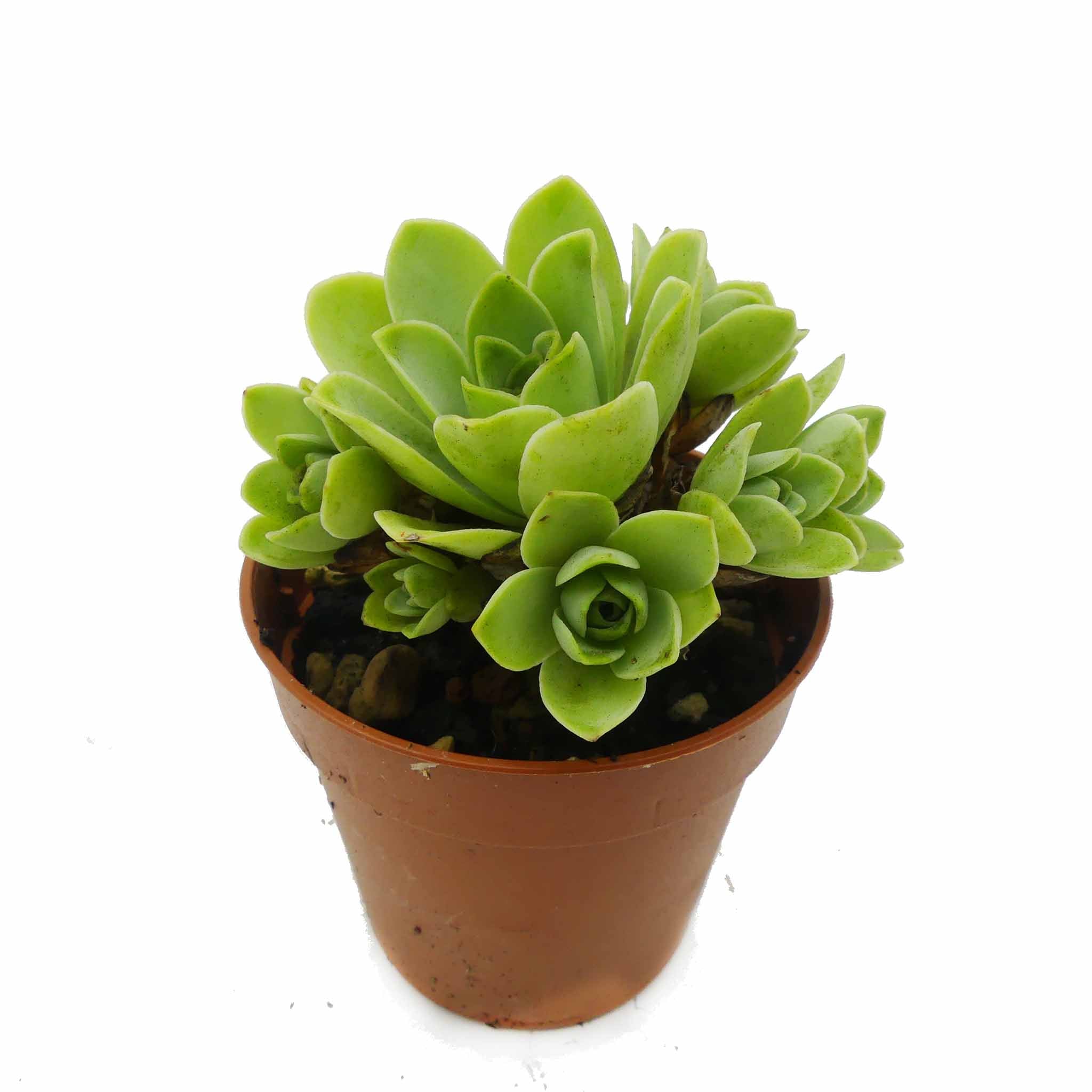 Greenovia