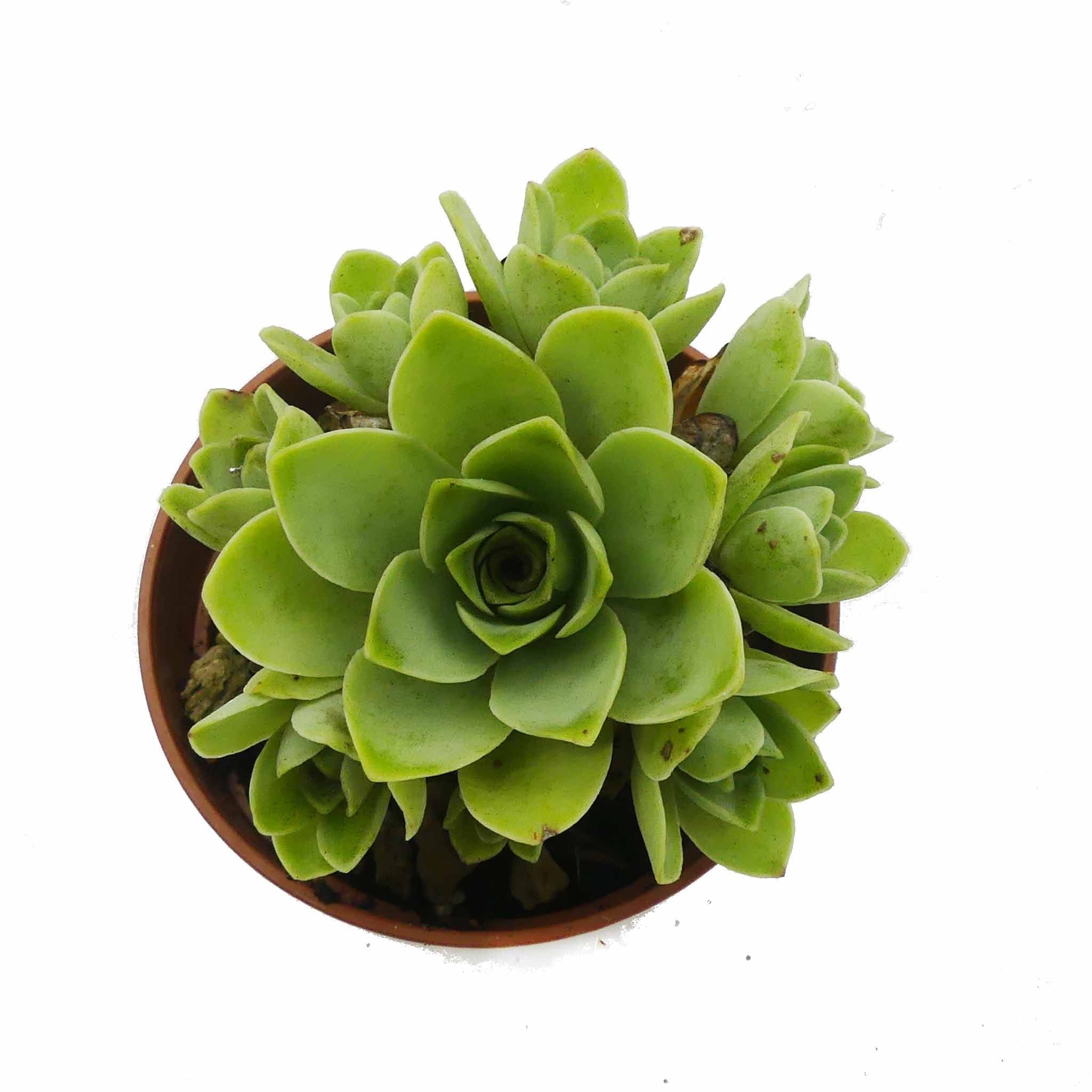 Greenovia