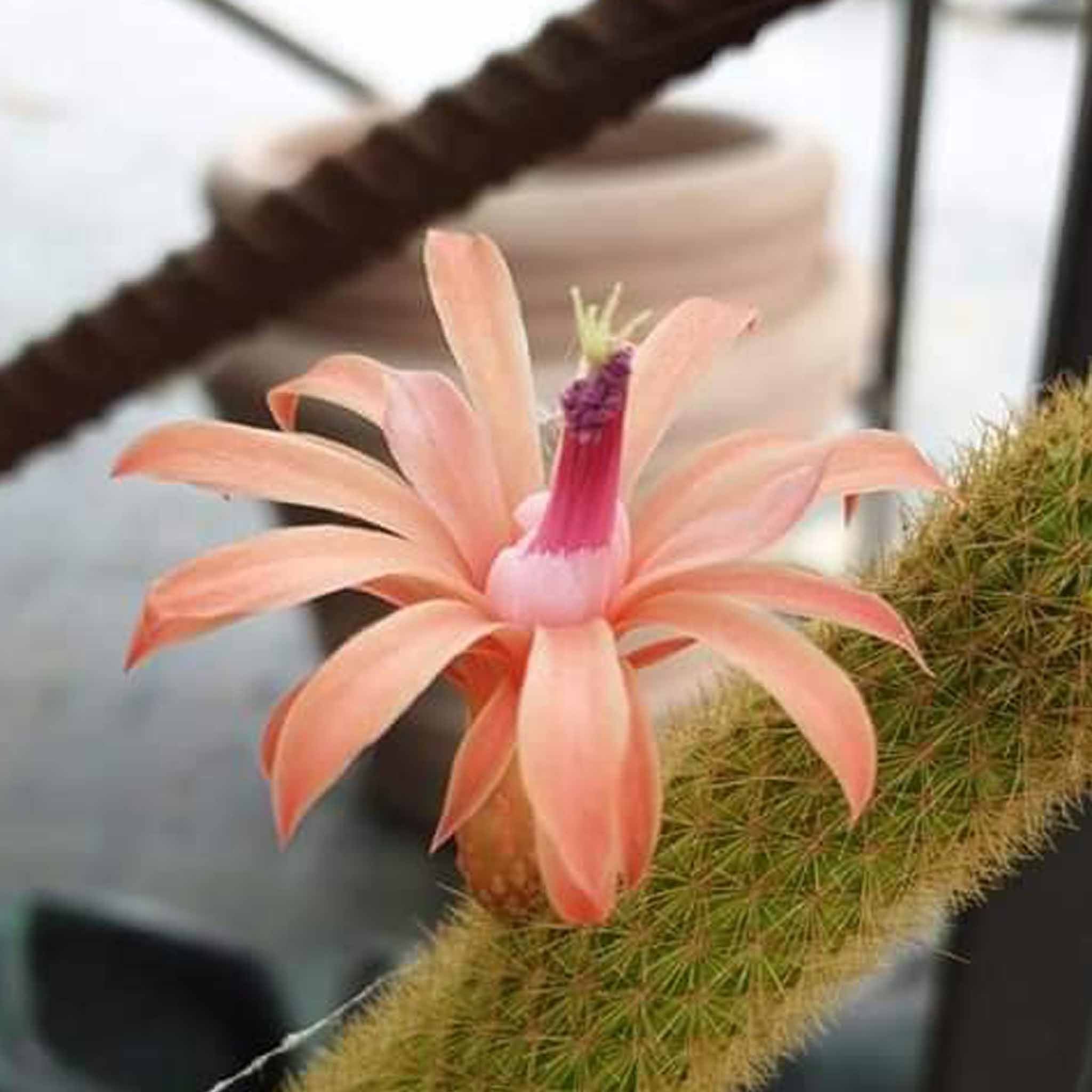 hildewintera aureispina fiore