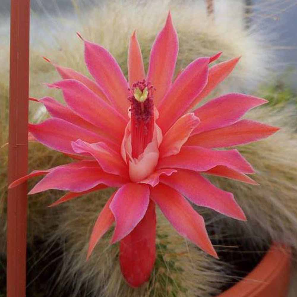Hildewintera colademononis ‘coda di scimmia’ fiore