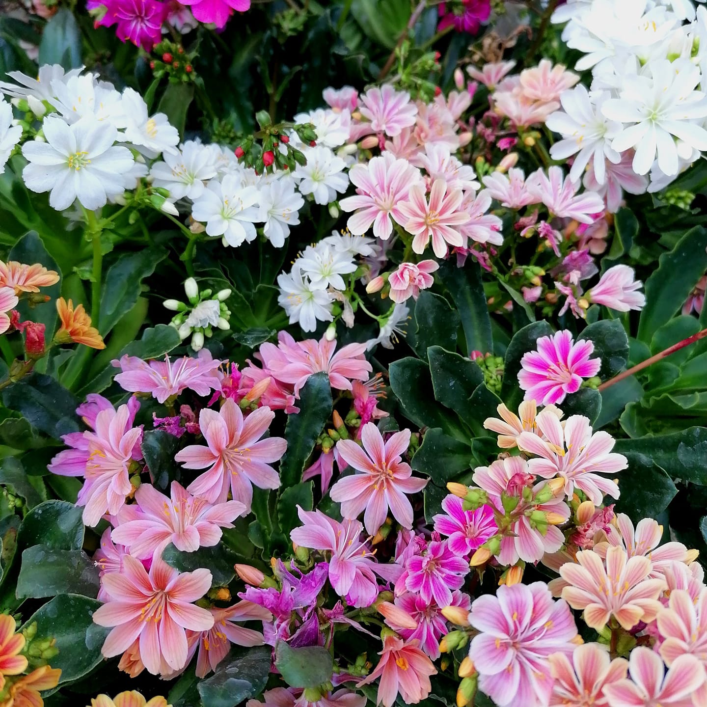 Lewisia