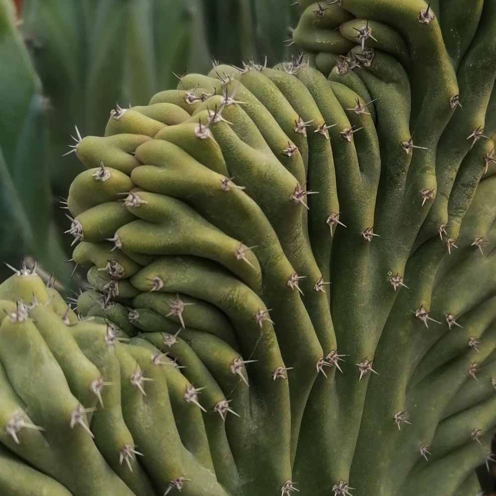 Lophocereus schottii crestato