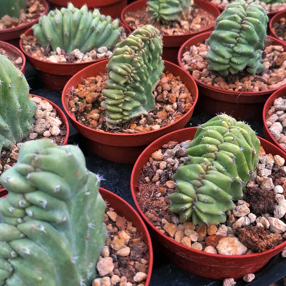 Lophocereus schottii crestato