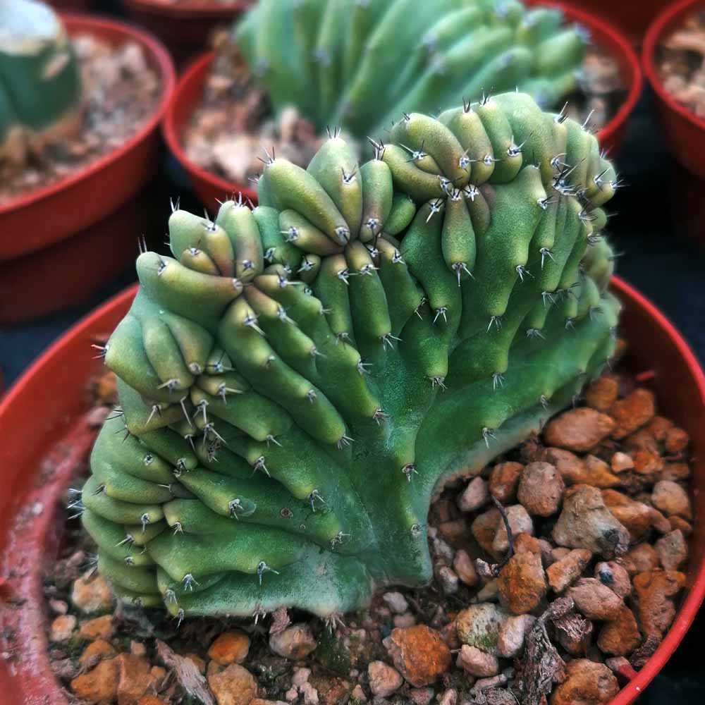Lophocereus schottii crestato