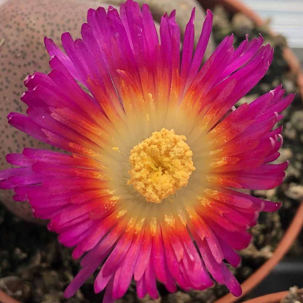 Pleiospilos nelii 'Royal Flush' fiore