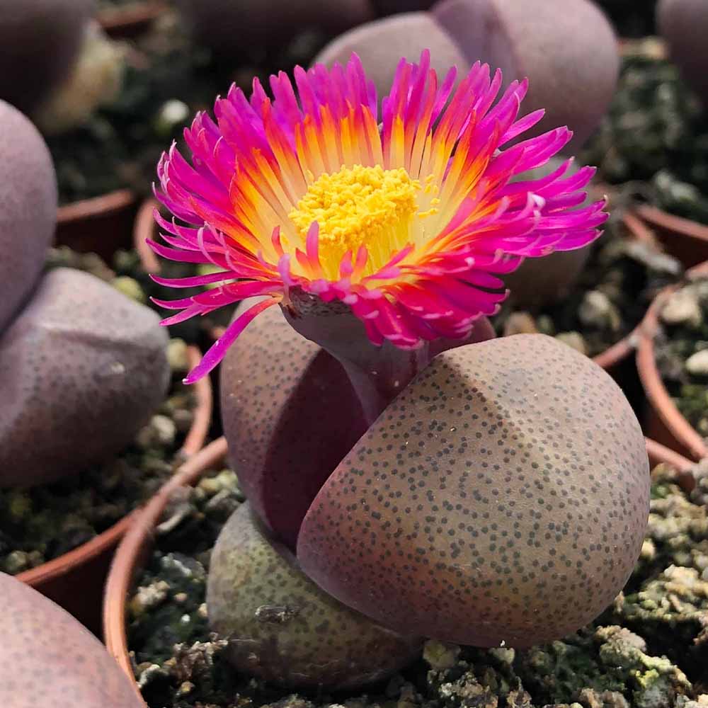 Pleiospilos nelii 'Royal Flush'