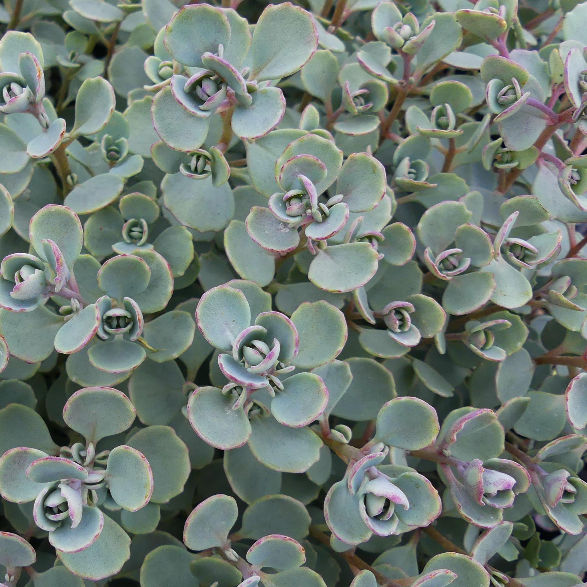 Sedum cauticola Coca Cola