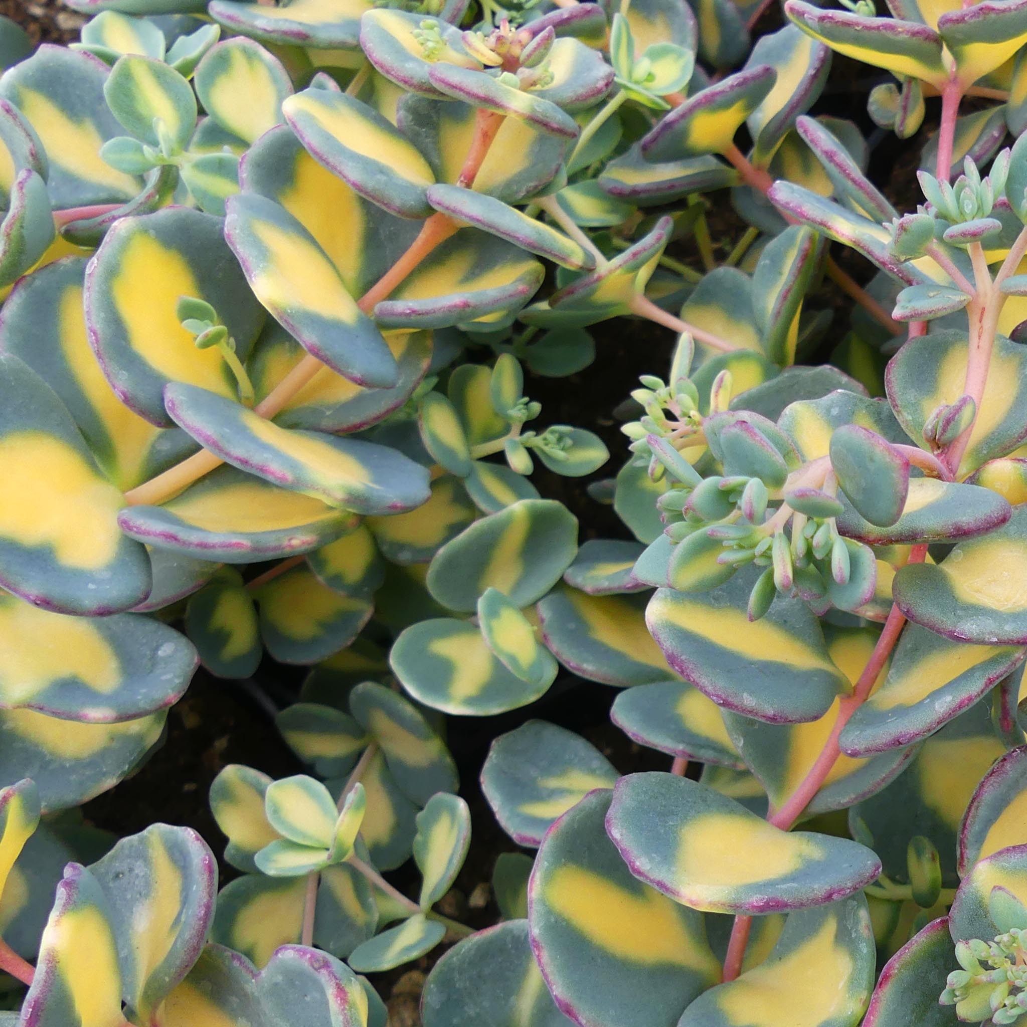 sedum sieboldii variegato (teresina)