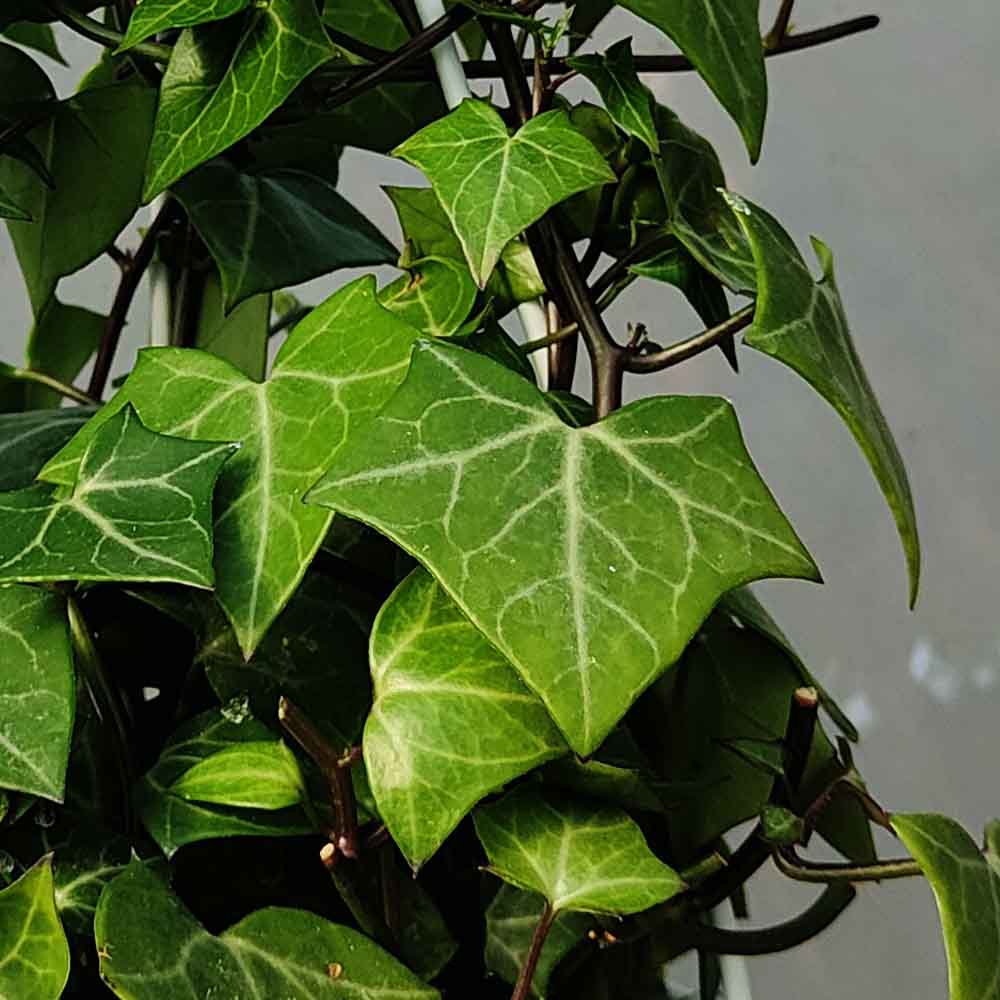Senecio Macroglossus fogliame