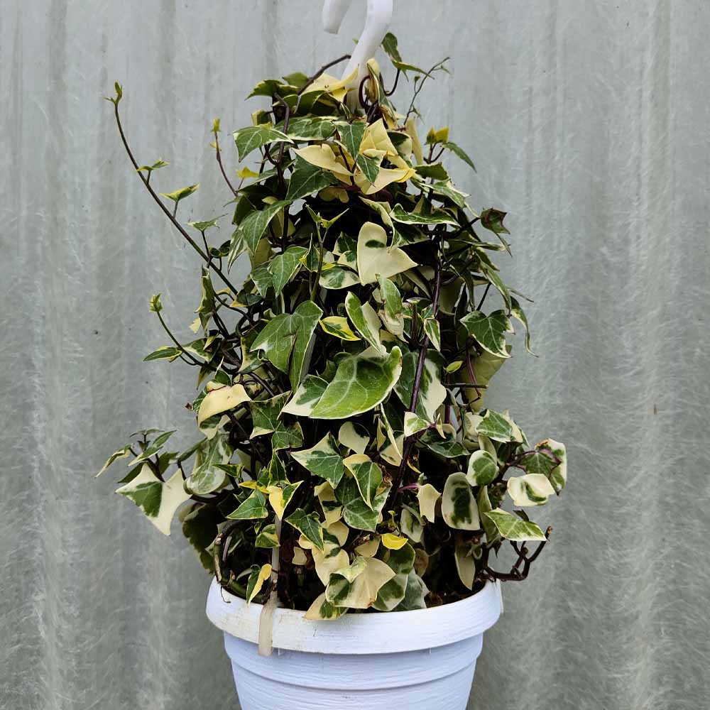 Senecio Macroglossus variegato