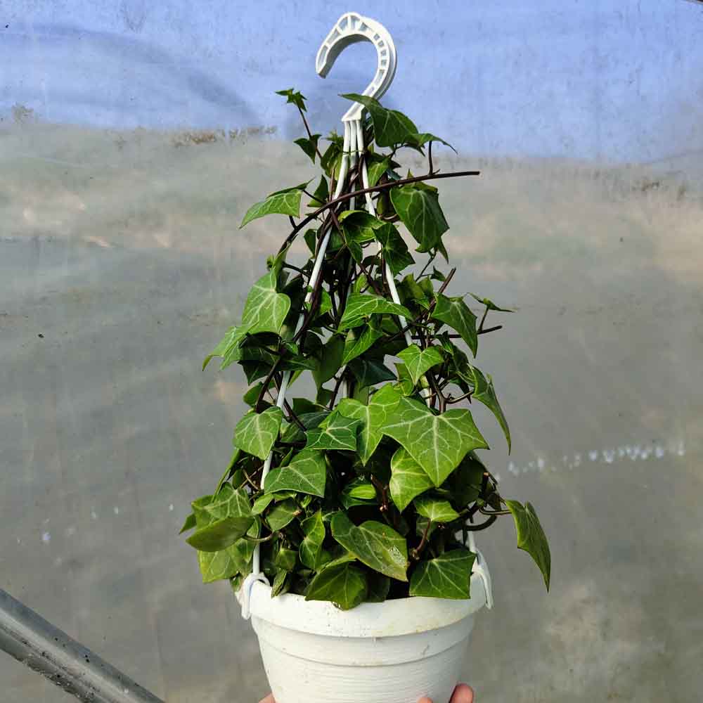 Senecio Macroglossus