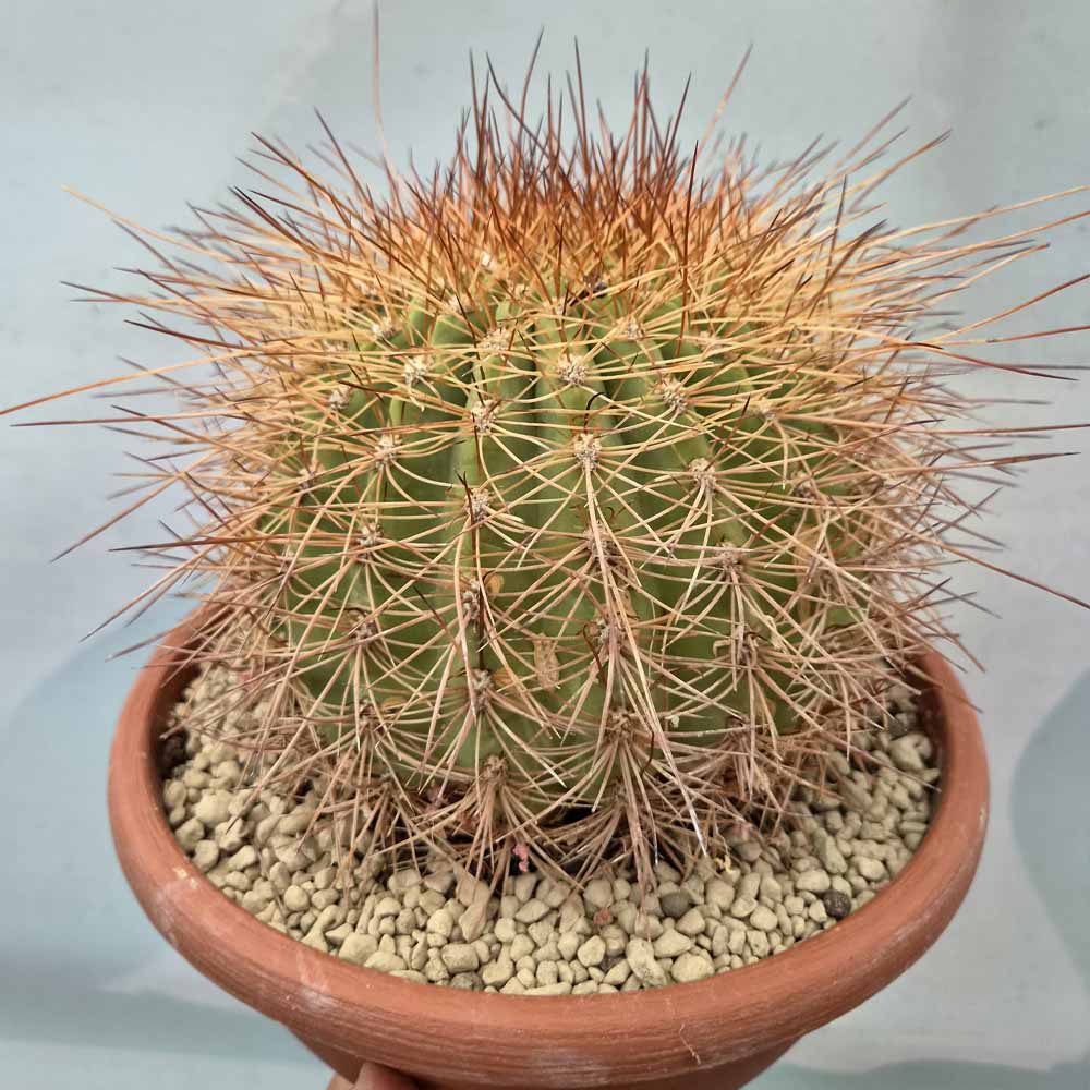 Soehrensia formosa