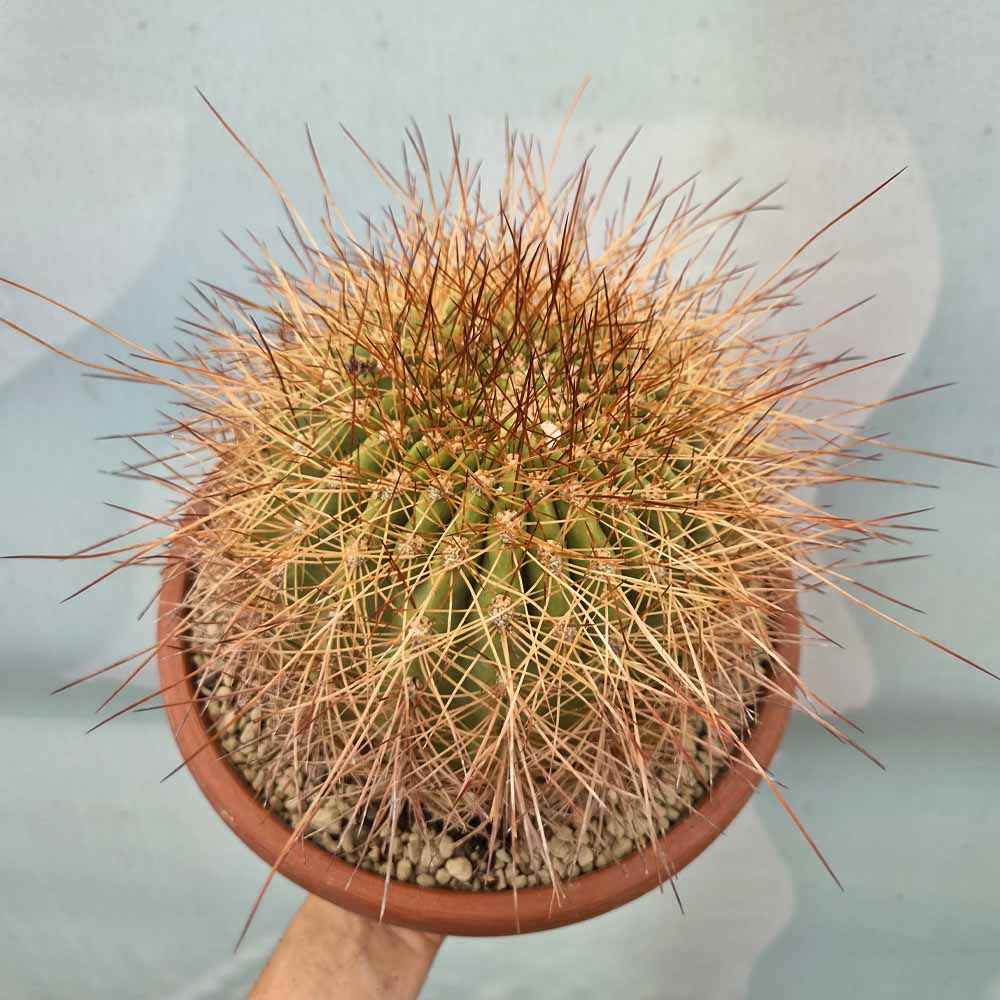 Soehrensia formosa cactus