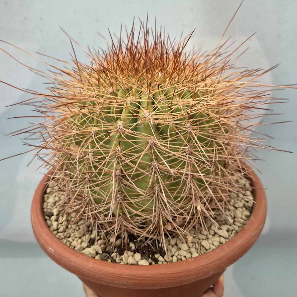 Soehrensia formosa pianta
