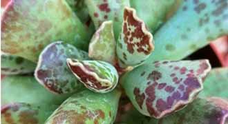 adromischus cooperi foglie
