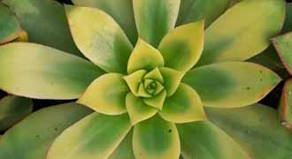 aeonium kiwi pianta