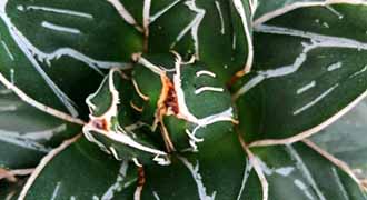 agave