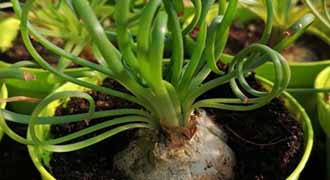 albuca spiralis frizzle