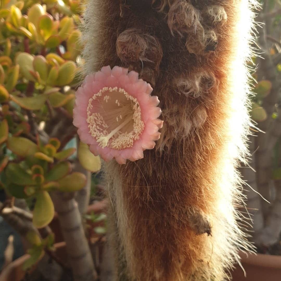 Vatricania guentheri fiore
